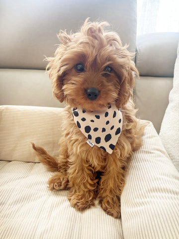 Stone Leopard Pet Dog/Cat Bandana